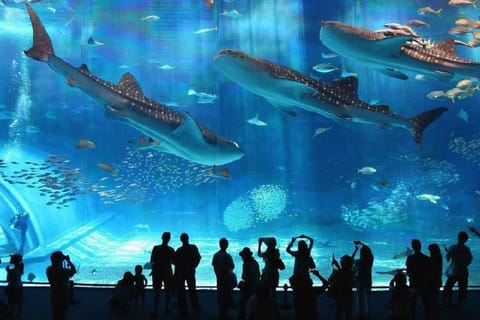 Toegangsbewijs Okinawa Churaumi Aquarium