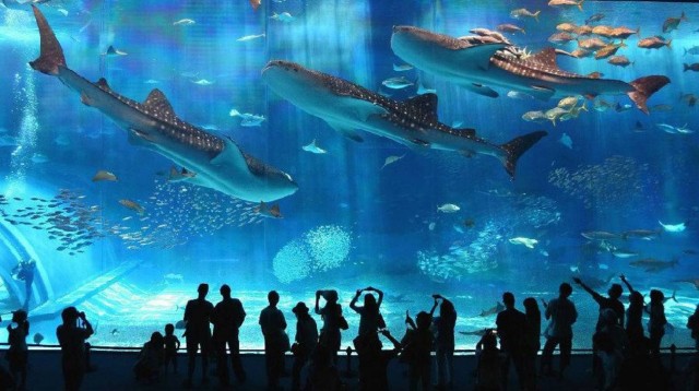 Visit Motobu Okinawa Churaumi Aquarium Entry Ticket in Okinawa, Giappone