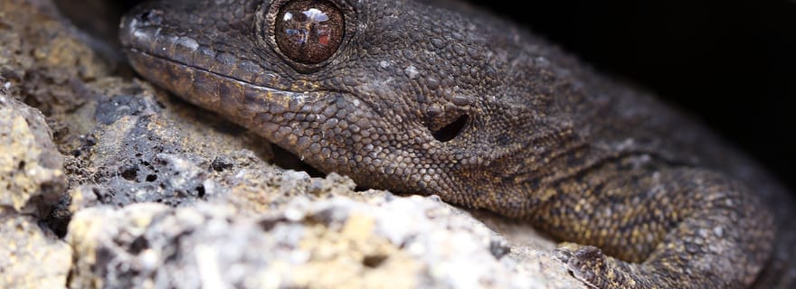 Tenerife : Randonnée sur le Camino Real