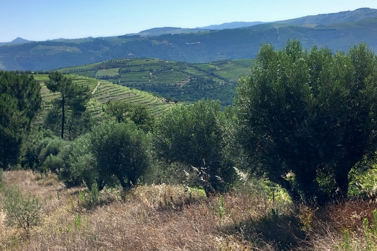 Porto: Dourovallei-ervaring met 3 wijnhuizen en lunchDouro Valley Tour: 3 wijngaarden allemaal inbegrepen