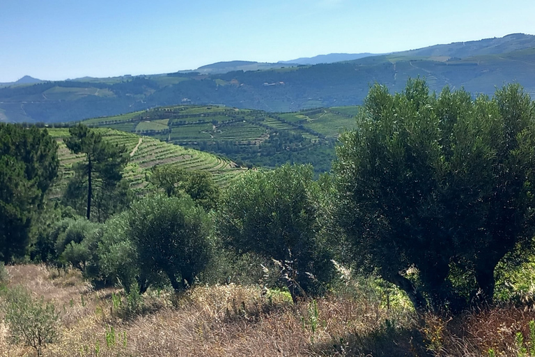 Porto: Dourovallei-ervaring met 3 wijnhuizen en lunchDouro Valley Tour: 3 wijngaarden allemaal inbegrepen