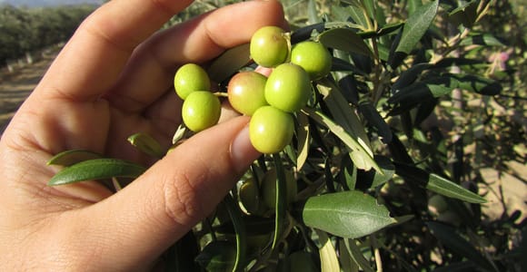 OleoAlmanzora: Guided tour olive groves and EVOO facilities
