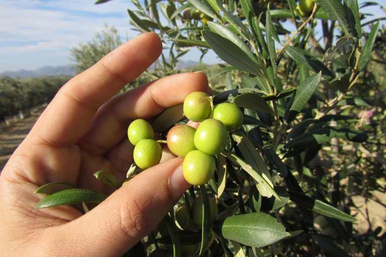 OleoAlmanzora: Guided tour olive groves and EVOO facilitiesOleoAlmanzora guided tour to groves and facilities ESP/ENG
