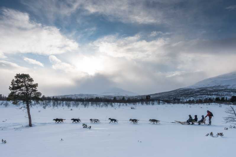 From Abisko: Dog sledding excursion to Kiruna