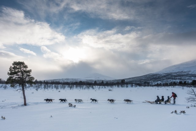 Visit From Abisko Dog sledding excursion to Kiruna in Kiruna