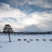 From Abisko: Dog Sledding Excursion to Kiruna with Fika