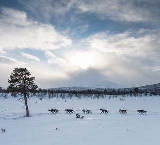 Trenós puxados por cães em Kiruna