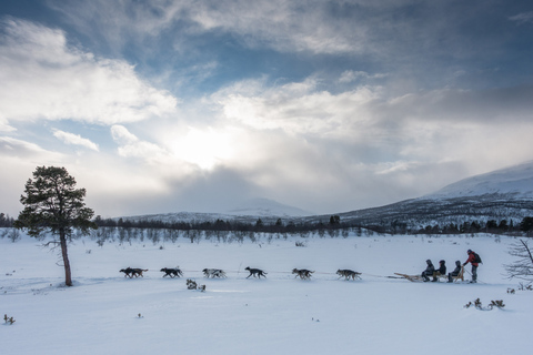 Da Abisko: Escursione in slitta trainata da cani a Kiruna con Fika