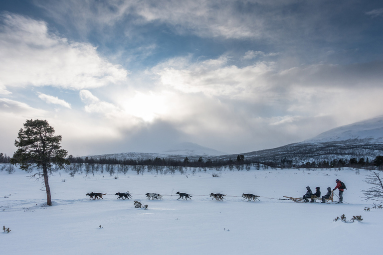 De Abisko: Excursão de trenó puxado por cães para Kiruna com Fika