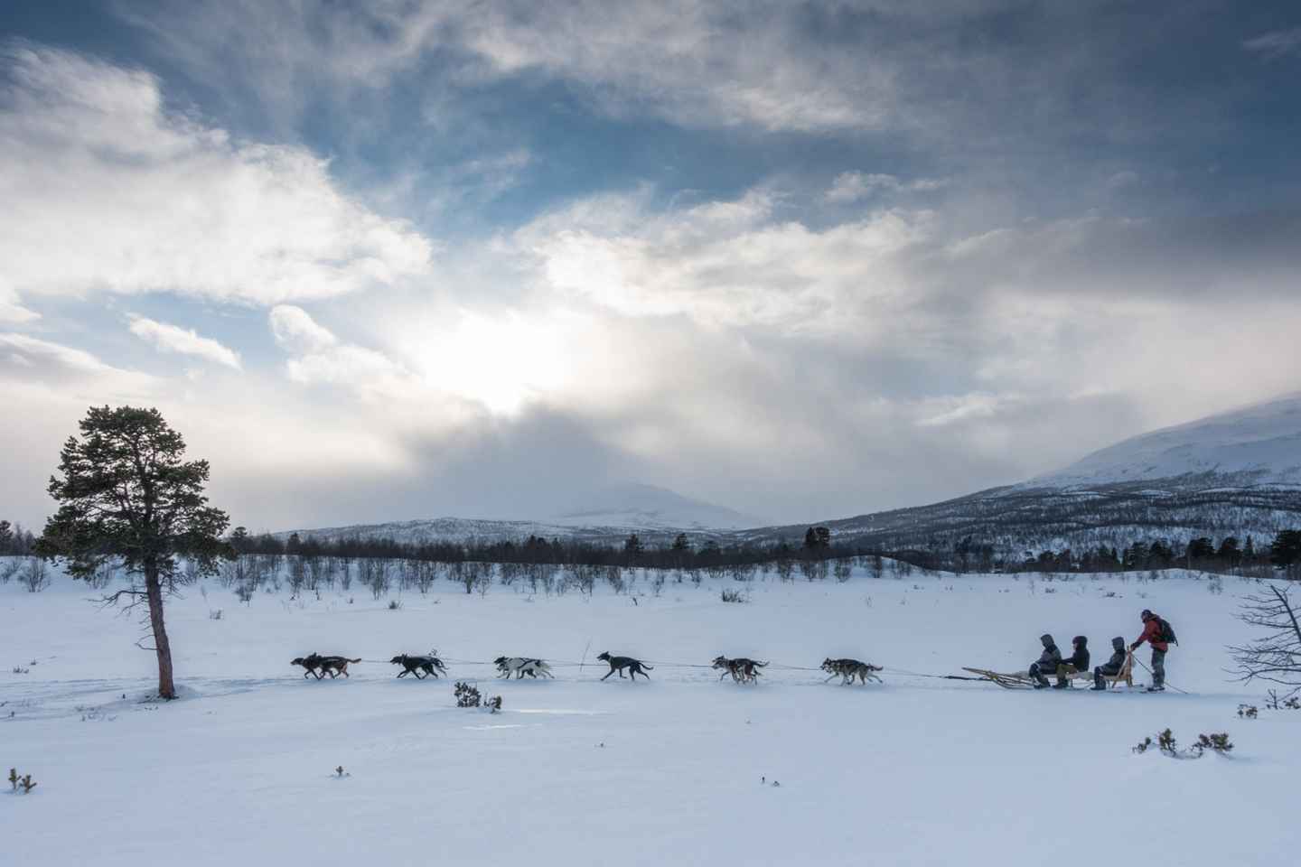 From Abisko: Dog sledding excursion to Kiruna