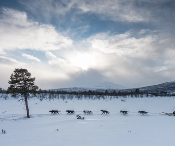 Dogsledding in Kiruna: Transfer from Abisko & Fika Included