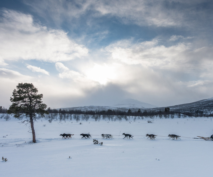 Abiskosta: Kiirunan koiravaljakkoretki