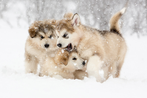 Depuis Abisko : Excursion en traîneau à chiens à Kiruna avec Fika