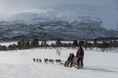 Von Abisko aus: Hundeschlittenausflug nach Kiruna mit Fika