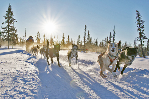 De Abisko: Excursão de trenó puxado por cães para Kiruna com Fika