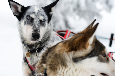 Från Abisko: Utflykt med hundspann till Kiruna med Fika