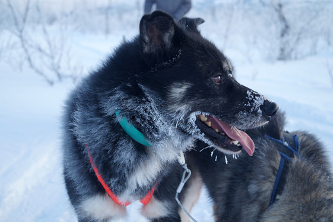 Da Abisko: Escursione in slitta trainata da cani a Kiruna con Fika