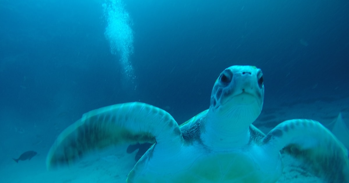 Tenerife Private Dive for Beginners from a Boat GetYourGuide