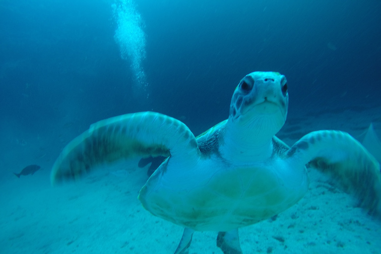 Tenerife : Inmersión Privada para Principiantes desde Embarcaciónexperiencia de buceo