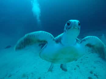 Tenerife: immersione privata per principianti da una barca