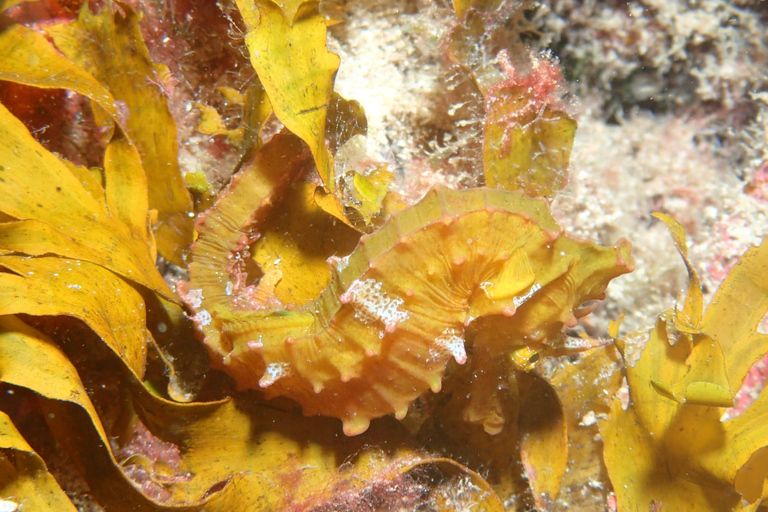 Tenerife : Inmersión Privada para Principiantes desde Embarcaciónexperiencia de buceo