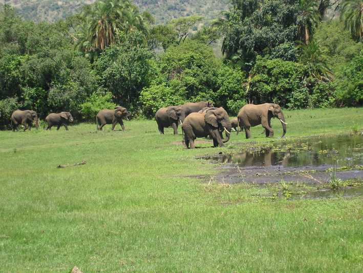 1 Day Akagera National Park Game drive