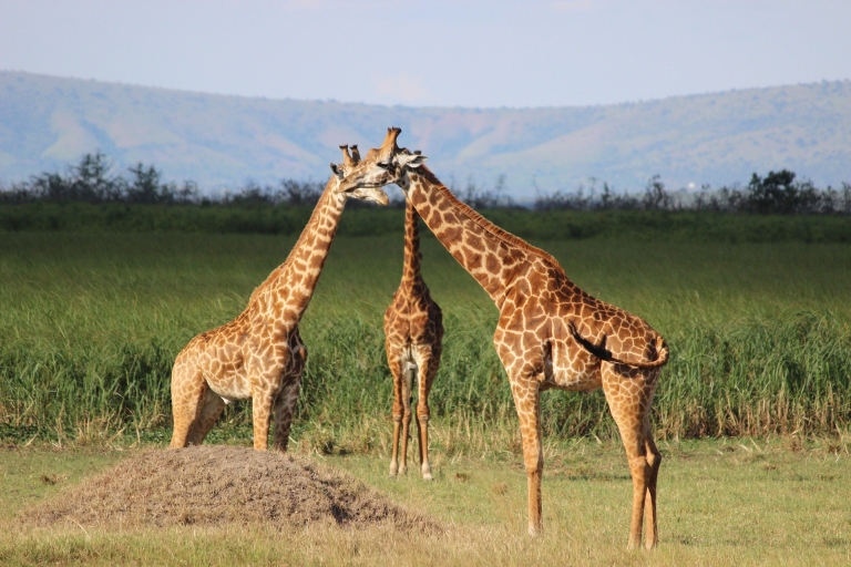 1 journée de safari dans le parc national de l'Akagera1 JOUR AKAGERA NP (Safari)
