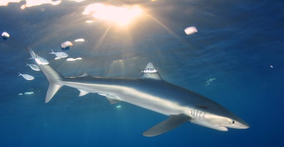 Azores: Swimming with the Sharks