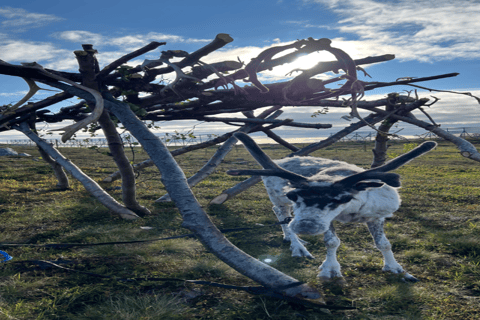 Guided Tour - Meet Reindeer in Hammerfest