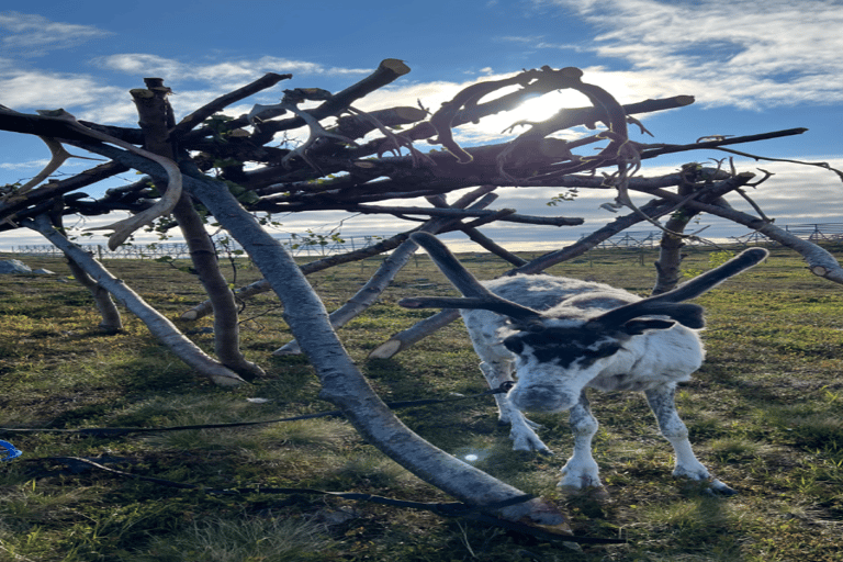 Guided Tour - Meet Reindeer in Hammerfest