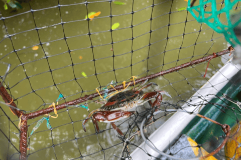 Experiência de pesca, pesca de caranguejo e observação de pássaros em Cartagena + almoço