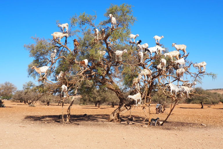 Marrakech: Essaouira Day Trip with Transfers and Co-op Visit