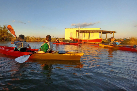 Montpellier : Birdwatching by kayak in Camargue