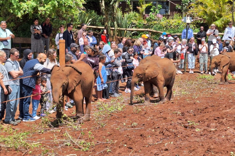 Visite de l'orphelinat d'éléphants du David Sheldrick Wildlife Trust