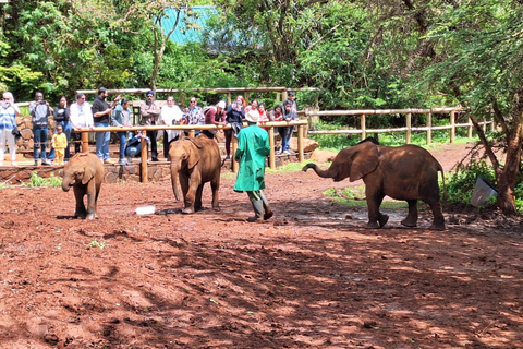 Visite de l'orphelinat d'éléphants du David Sheldrick Wildlife Trust