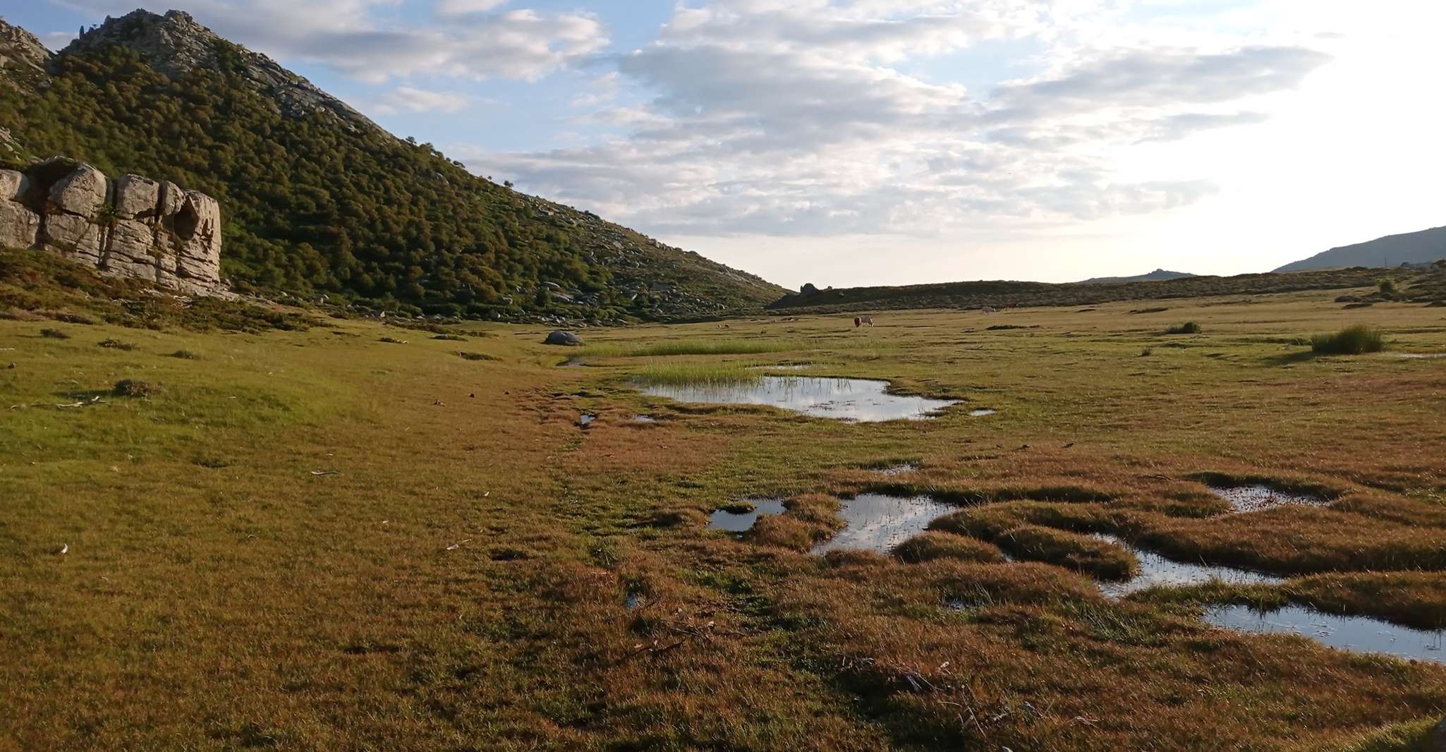 Cuscionu's plateau, 1000 waterholes'grass , pozzines - Housity