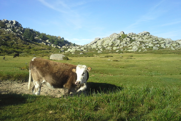 Cuscionu's plateau, 1000 waterholes'grass : pozzines Open group half a day