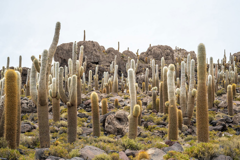 Från Lima-Perú: Uyuni salt flat 4 dagar 3 nätter