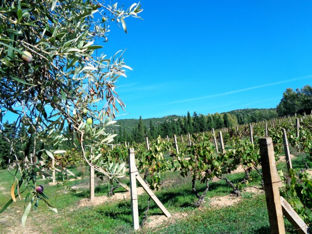 Visit Into the world of natural wine in Villasimius