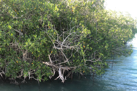 Desde Punta Cana: Saona, Canto de la Playa en grupo reducidoDesde Punta Cana: crucero por el Parque Nacional Cotubanama con almuerzo