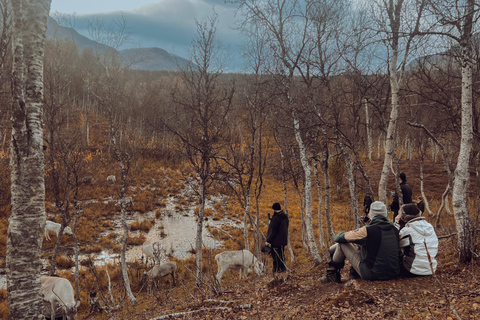 Reindeer Feeding and Sami Culture with Lunch in Autumn Tromsø: Reindeer Feeding and Sami Culture in Autumn
