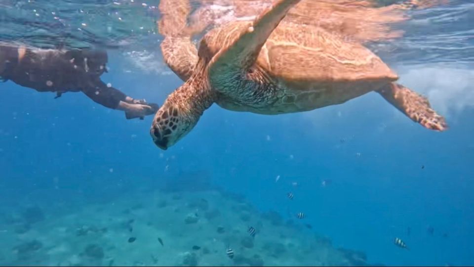 Jet Snorkel-Snorkeling with Turtles