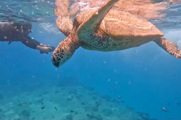 Plongée en apnée avec les tortues