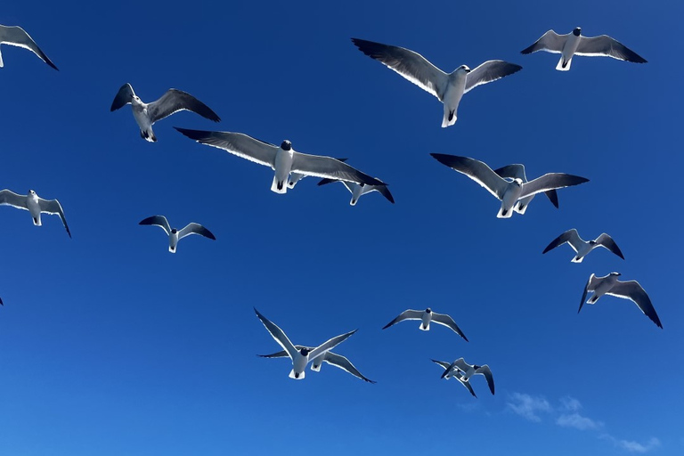 Desde Punta Cana: Saona, Canto de la Playa en grupo reducidoDesde Punta Cana: crucero por el Parque Nacional Cotubanama con almuerzo