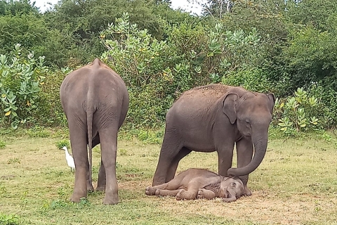 Au départ d'Ella : Safari dans le parc national d'Udawalawe