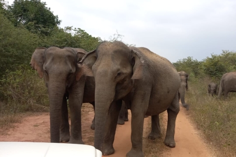 Von Ella : Udawalawe National Park Safari Tour