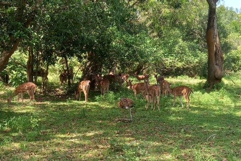 Desde Ella : Safari por el Parque Nacional de Udawalawe