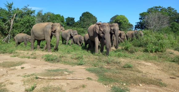 From Ella: Udawalawe National Park Safari Tour
