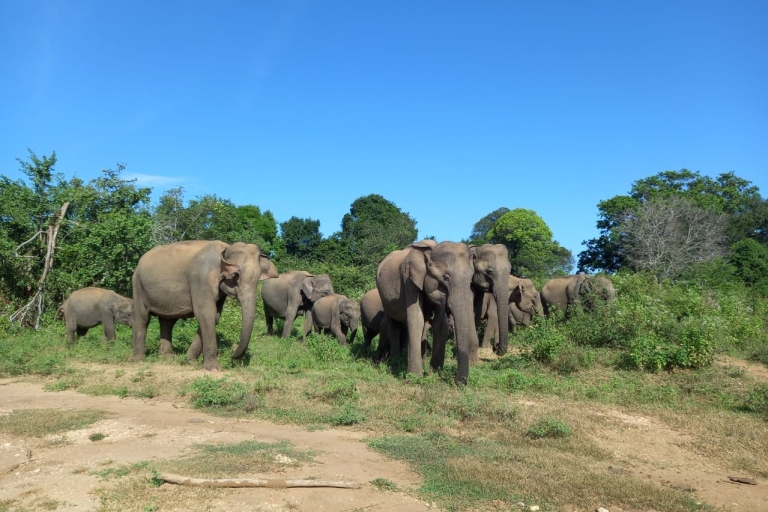 Au départ d'Ella : Safari dans le parc national d'Udawalawe