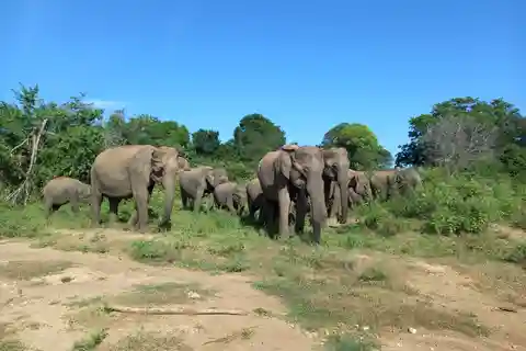 From Ella: Udawalawe National Park Safari Tour